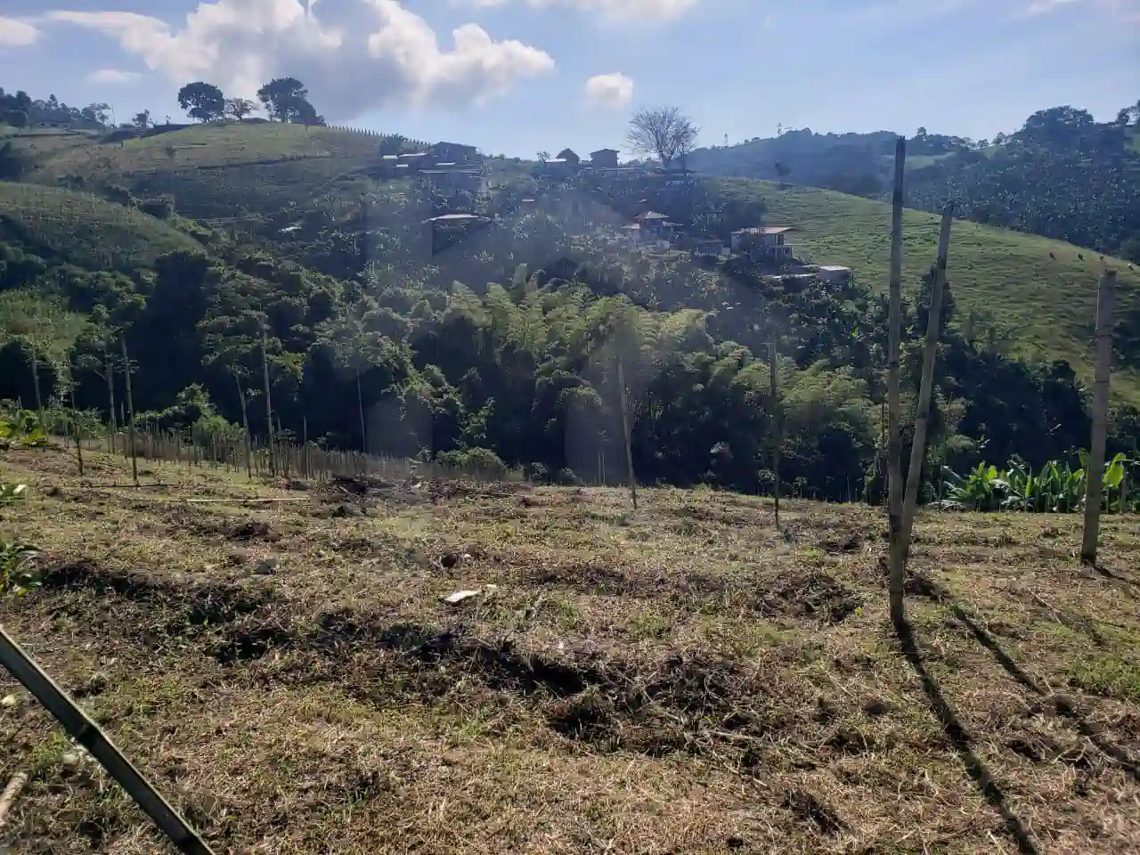 palo negro Jiguales yotoco